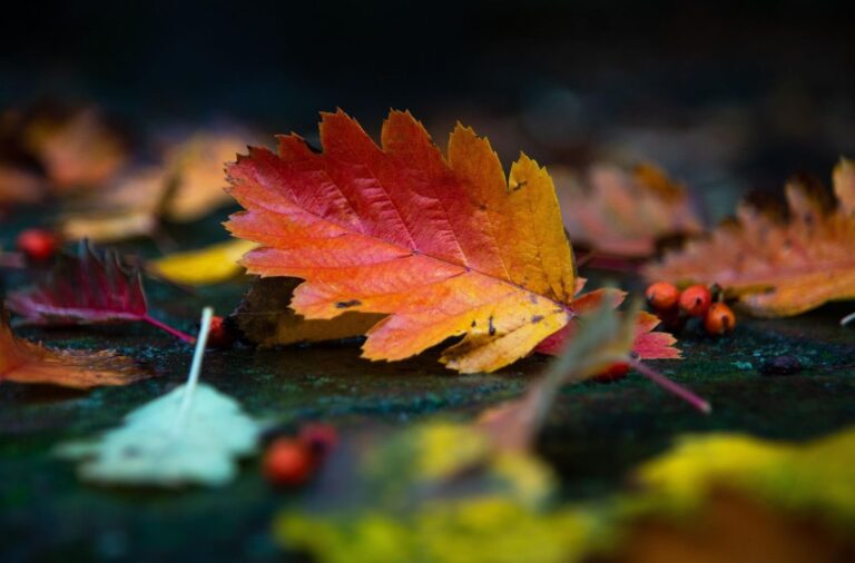 Herbst