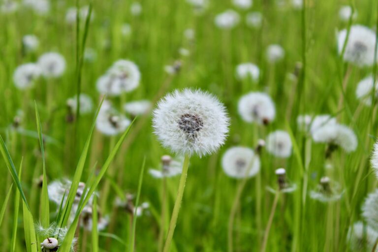 Sommerzeit Wiese